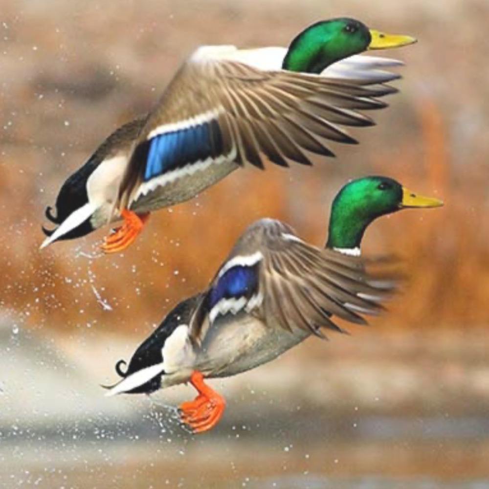 Meet your Posher, Su